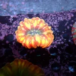 Cynarina Lacrymalis Orange