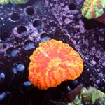 Cynarina Lacrymalis Orange