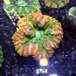 Cynarina Lacrymalis Orange