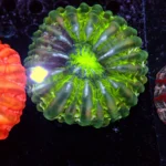 Cynarina Toxic Green