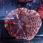 Indophyllia coral Rainbow