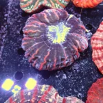 Indophyllia coral Rainbow