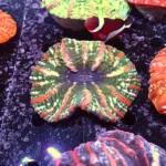 Indophyllia coral Rainbow