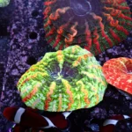 Indophyllia coral Rainbow