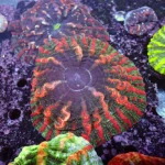 Indophyllia coral Rainbow