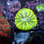 Cynarina Toxic Green