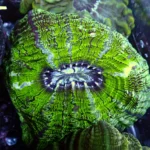 Indophyllia coral green