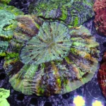 Acanthophyllia Green