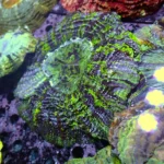 Acanthophyllia Green