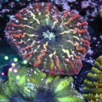 Indophyllia coral Rainbow