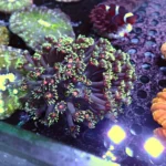 Goniopora Red Mouth