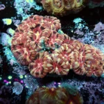 Acantastrea Rainbow Vietnam Rare
