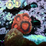 Acantastrea Lordhowensis Frag