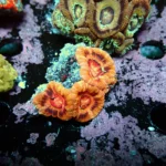 Acantastrea Rainbow Vietnam Rare
