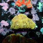 Acantastrea Rainbow Vietnam