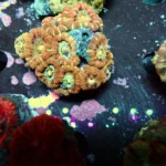 Acantastrea Rainbow Vietnam