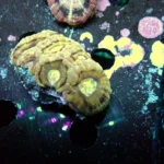 Acantastrea Rainbow Vietnam