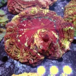 Acanthophyllia red magic