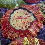 Acanthophyllia red magic