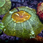 Acanthophyllia yellow Mouth