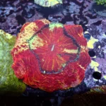 Acanthophyllia Red Monster