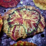 Acanthophyllia red magic