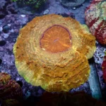Acanthophyllia Orange