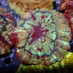 Acanthophyllia red magic