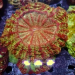 Acanthophyllia Galaxy