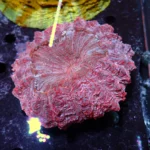 Acanthophyllia blue magic