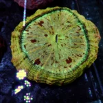 Acanthophyllia orange