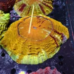 Acanthophyllia Orange