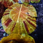 Acanthophyllia Orange