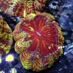 Acanthophyllia red magic