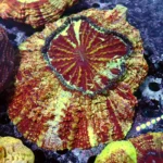 Acanthophyllia red magic