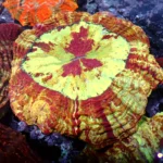Acanthophyllia red magic