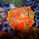 Acanthophyllia Rainbow