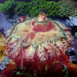 Acanthophyllia red magic