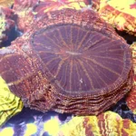 Acanthophyllia Galaxy