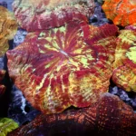 Acanthophyllia red magic