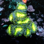 Blastomussa radioactive