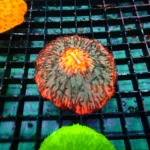 Fungia Rainbow