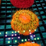 Fungia Rainbow