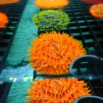 Fungia