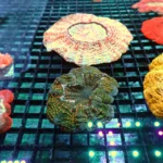 Acanthophyllia Baby rainbow