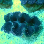 Tridacna Muschel