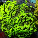 Euphyllia paraancora Kolonie