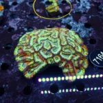 Frag Symphyllia wilsoni Coral Extrem Rare, 1-2 Polypen